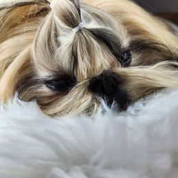 Shih Tzu Puppies from Raincross Shih Tzu