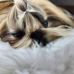 Shih Tzu Puppies from Raincross Shih Tzu