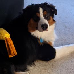 Burnie - Australian Shepherd