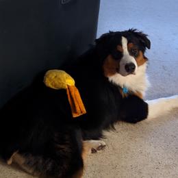 Burnie - Australian Shepherd