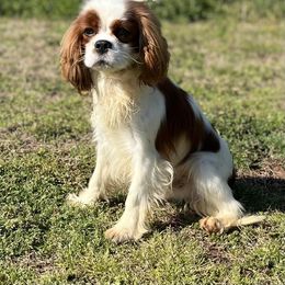 Manny - Cavalier King Charles Spaniel