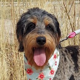 Ruby - Aussiedoodle