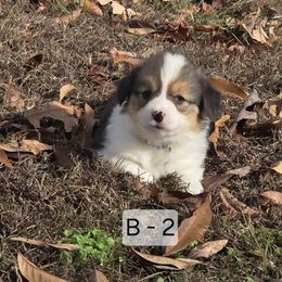 2 Boy - Black and tan male Pembroke Welsh Corgi puppy in Harrisburg, Illinois from Parish Corgis