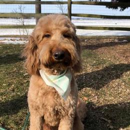 Lucy - Goldendoodle