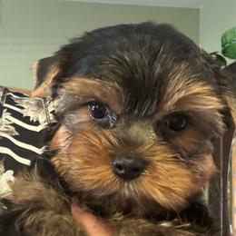 Sun Bear - Black and tan male Yorkshire Terrier puppy in Lyle, Washington from Sport Yorkie