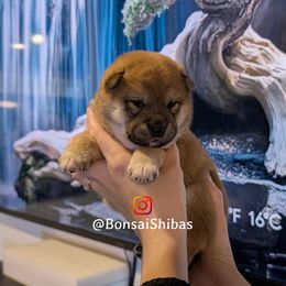 YUSA - Red female Shiba Inu puppy in Minnesota from BonsaiShibas