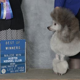 Poodles from Aurak