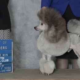 Poodles from Aurak