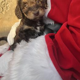 Merry - Red phantom female Aussiedoodle puppy in Yellville, Arkansas from Ozark Mountain Doodles & Pugs