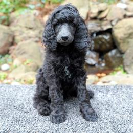 Poodle Puppies from Furball Forest Poodles