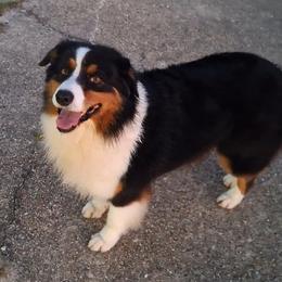 Caddy - Australian Shepherd