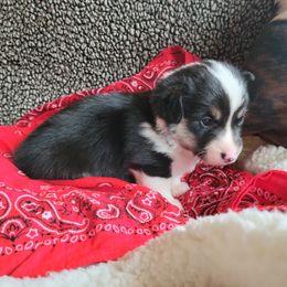 Pembroke Welsh Corgi Puppies from Montana Corgi Corral