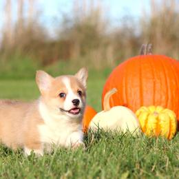 Pembroke Welsh Corgi Puppies from Bellwether Acres