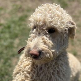 Goldendoodles from Cooper Lake Doodles