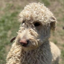 Goldendoodles from Cooper Lake Doodles