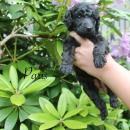 Paris - Black female Poodle puppy in Eugene, Oregon from Mount Zion Kennels