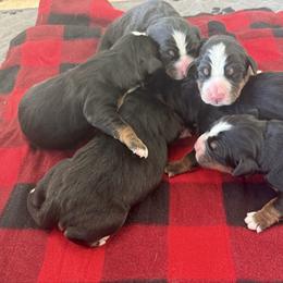 Girl 1 - Tri-color female Bernese Mountain Dog puppy in Loveland, Colorado from Grateful Bernese & Gage's Goldens