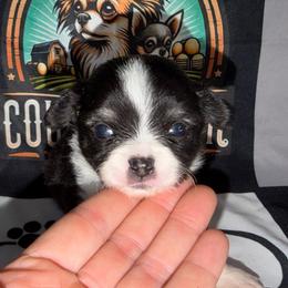 Darby - Black and white male Chihuahua puppy in Palmyra, Indiana from Country Star Chihuahuas