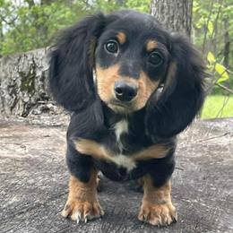 Jager - Black and tan male Dachshund puppy in Industry, Illinois from KDKs Kennels