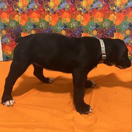 Girl - call name: cross - Fawn female Mastiff puppy in Racine, Wisconsin from FrontlineK9 Boarding & Training LLC