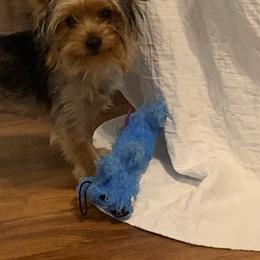 Ruby - Yorkshire Terrier