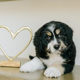 Rez - Black tri-color male Aussiedoodle puppy in Spanish Fork, Utah from K Brand Doodles