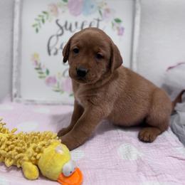 Bulda - Yellow female Labrador Retriever puppy in Carlsbad, New Mexico from ECMO Farm Dalmatians & Labrador Retrievers