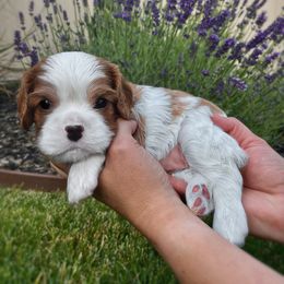 Cavalier King Charles Spaniel Puppies from Ellas.Pups