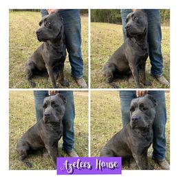 Halo - Cane Corso