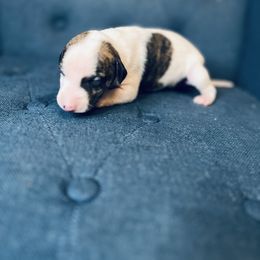 Magnolia - White and fawn brindle female Whippet puppy in Clinton, Tennessee from Ivanhoe Borzoi