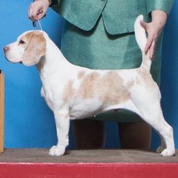 Beagles and Vizslas from Stardust Vizslas & Beagles