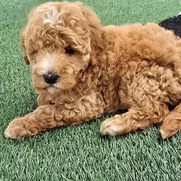 Lani - Cream female Goldendoodle puppy in Captain Cook, Hawaii from Big Island Goldendoodles
