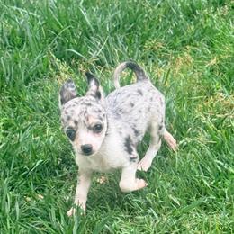 Louis AKC - Blue merle male Chihuahua puppy in Seneca, Missouri from Stephanie’s Puppy Colony