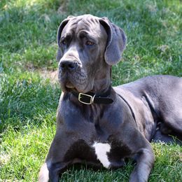 Barnabas - Great Dane