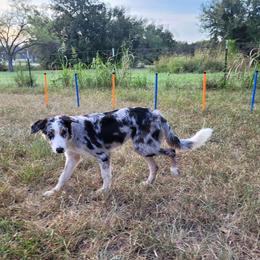 Boy 2 Harley $2200 - Blue merle Border Collie puppy in Morgan, Texas from Shooting Star Ranch