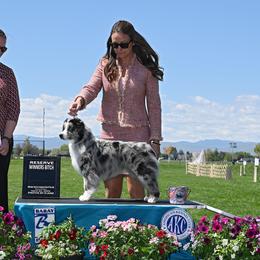 Miniature American Shepherd and Miniature Australian Shepherd All Grown Up from ShawnMarie Davis