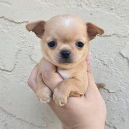 Franny - Fawn and white female Chihuahua puppy in Vineland, New Jersey from Royal Companion's