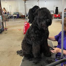 Amity - Black Russian Terrier
