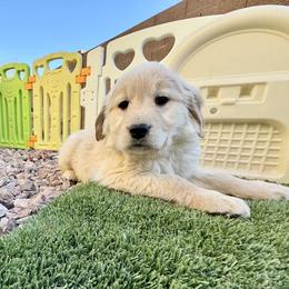 Bella - Female - Golden female Golden Retriever puppy in Peoria, Arizona from Dani’s Dawgs