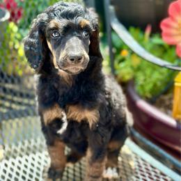 Stevie - Phantom female Poodle puppy in Travelers Rest, South Carolina from Cotton Top