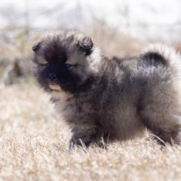 Pomsky Puppies from New World Pomskies