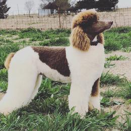 Koa - Goldendoodle