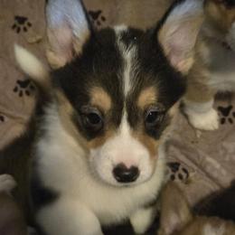 Sweet-spot - Black and tan female Pembroke Welsh Corgi puppy in Shelton, Washington from Gingersnap Pembroke Welsh Corgis