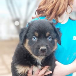 Turkey - Black Australian Shepherd puppy in Sanger, California from A&M Australian Shepherds