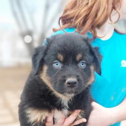 Turkey - Black Australian Shepherd puppy in Sanger, California from A&M Australian Shepherds