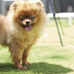 Pomeranian Puppies from Abbapoola Poms