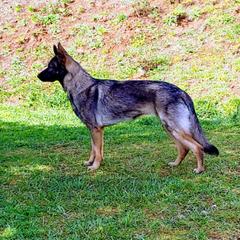 Echo - German Shepherd