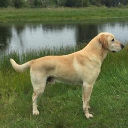 Labrador Retrievers from Gifford Ranch Labradors