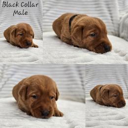 Black Collar - Male - Yellow male Labrador Retriever puppy in Boyd, Minnesota from Lindley Labradors