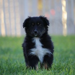 Australian Shepherd, Miniature American Shepherd, Miniature Australian Shepherd, and Toy Australian Shepherd Puppies from Painted Blue Aussies